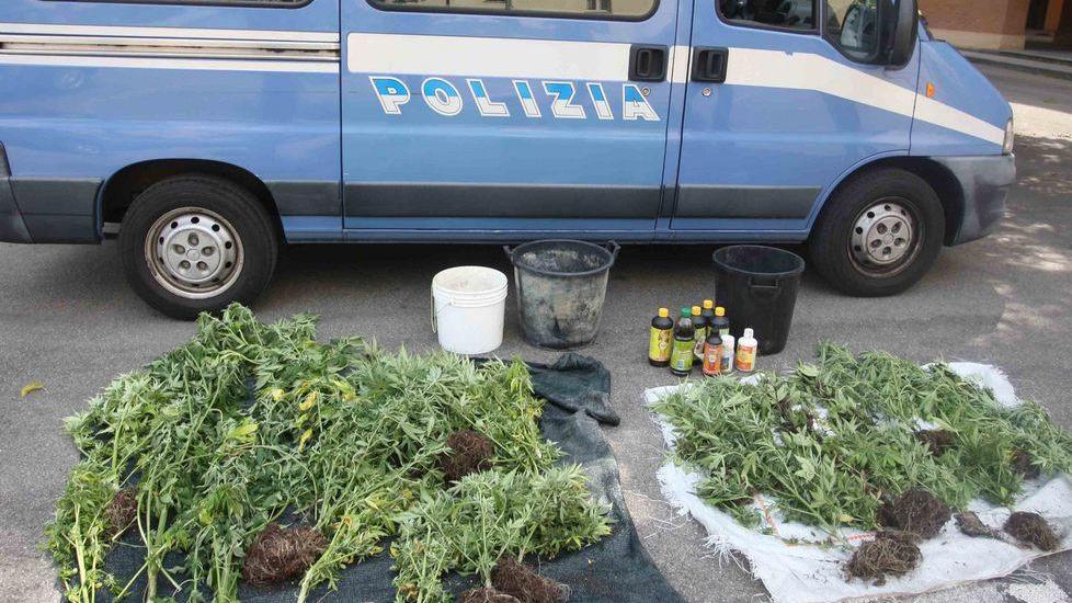 Una piantagione di marijuana a Salvarano