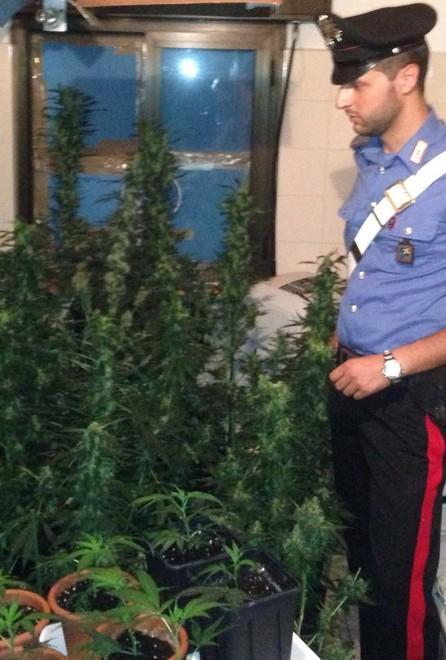 Piante di cannabis in un canneto 
