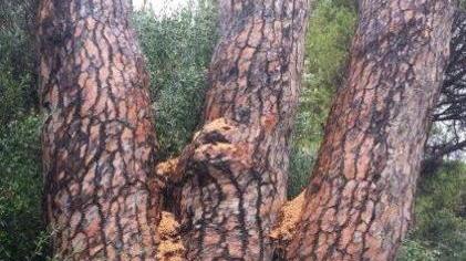 «Pino di Roccamare, intervento dovuto»