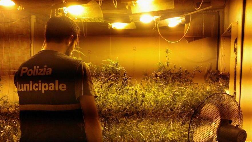 In garage a Prato coltivava marijuana, è stato arrestato