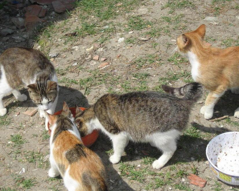 Due gattini uccisi a colpi di bastone 