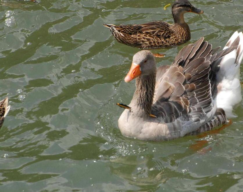 Anatra trafitta da un dardo sul fiume 