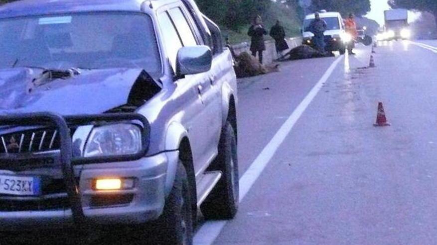 Auto rovinata da un animale: danno e beffa