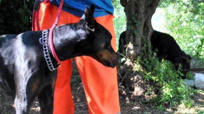 Cane cade in un pozzo: salvato