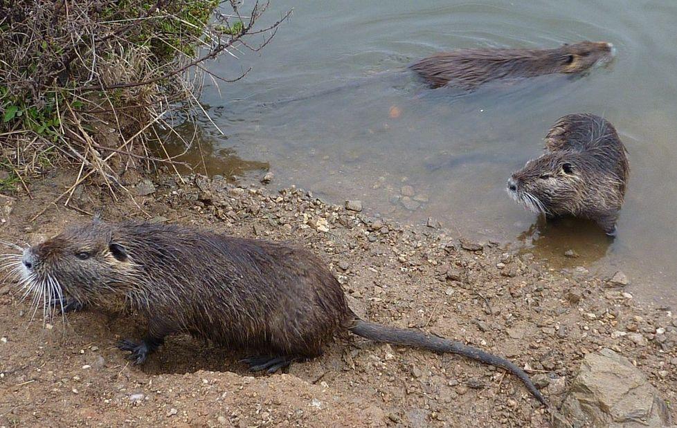 Nutrie all’assalto dei raccolti, allarme nell’Alto Oristanese