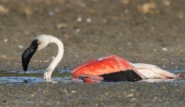 Morìa di fenicotteri: ferite da arma da fuoco su un esemplare 