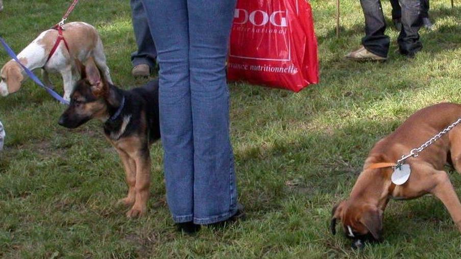 Cinquanta cuccioli alla sfilata canina