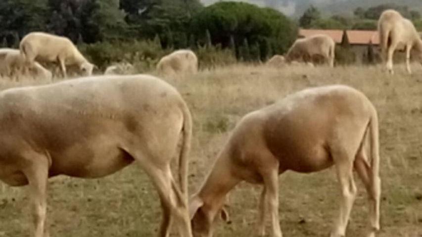 «Ci hanno sbranato un montone Ed è stato un lupo»