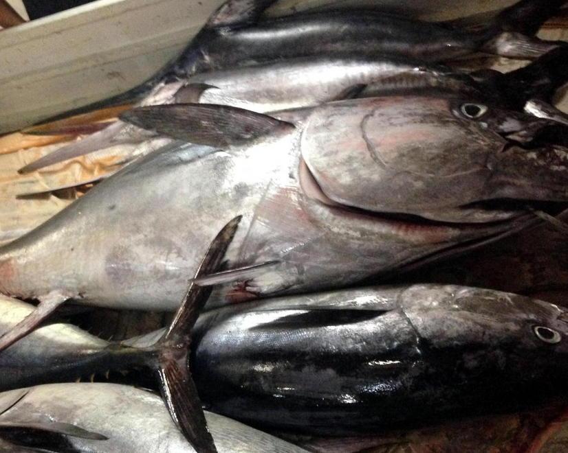 Traffico illegale di pesce da Capraia, pescatore (abusivo) nei guai 