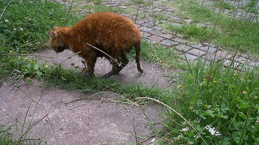 I pompieri salvano un gatto intrappolato in un tubo dell’acqua piovana