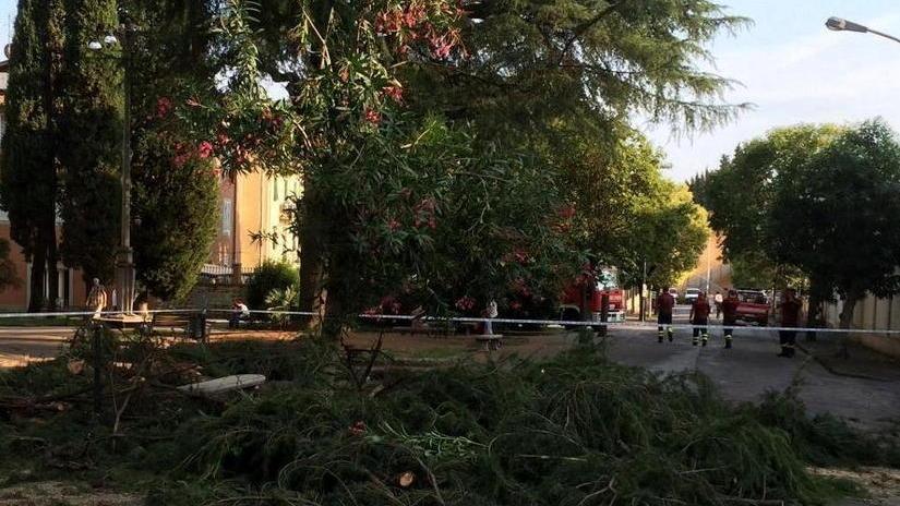 Alberi pericolanti: chiuso il parco Matteotti a Pescia