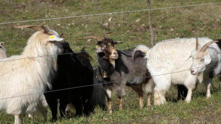 Da Milano in Valdicecina per produrre cachemire