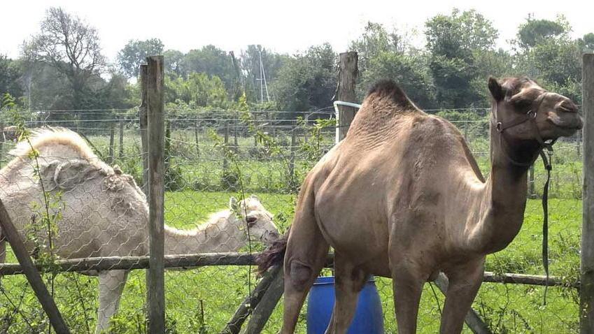 Agesci ripristinerà 60 ettari di zone umide
