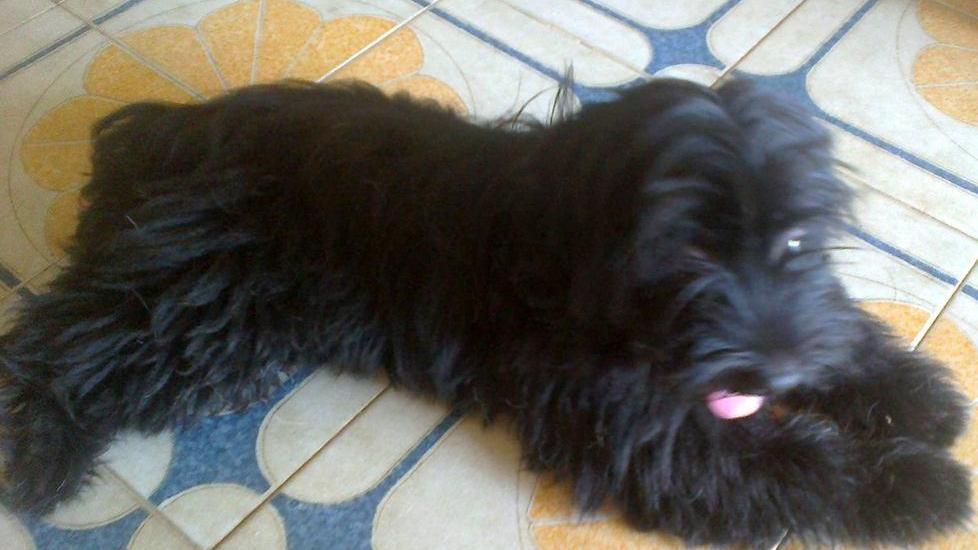 Barboncino trovato a Tanaunella