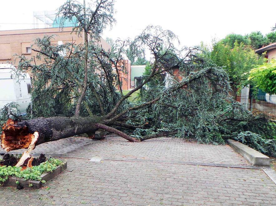 Alberi caduti e rami spezzati chiamate ai vigili del fuoco