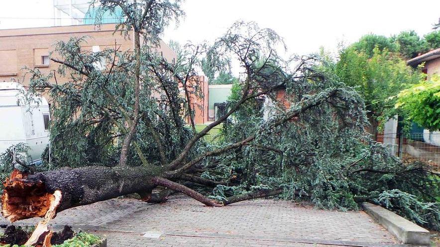 Alberi caduti e rami spezzati chiamate ai vigili del fuoco