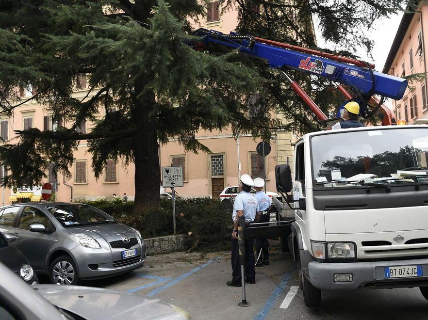 Ramo si spezza e precipita sulle auto in sosta 