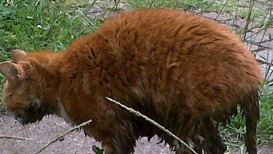 Gatto intrappolato nel sottosuolo lo salvano i pompieri
