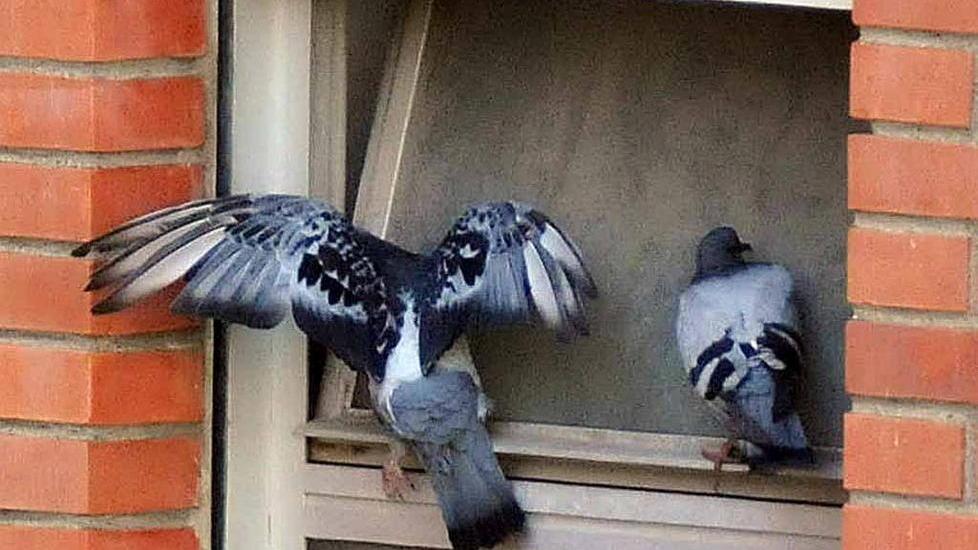 L’Asl corre ai ripari «Effettuata bonifica delle deiezioni»