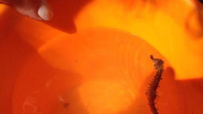 Un cavalluccio marino a Quercianella
