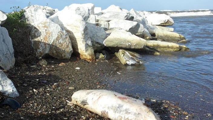 Trovato un delfino spiaggiato