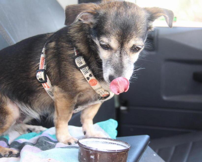 Per la gioia di Fido arriva in città il gelato per cani 