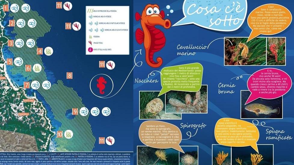 Area marina protetta di Tavolara Budoni si candida ufficialmente