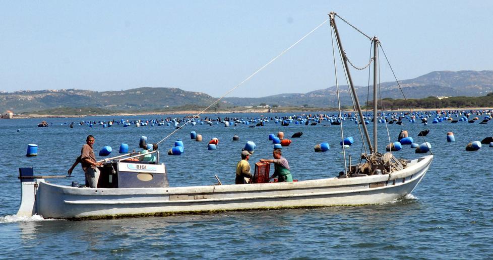 «Il piano portuale riduce gli allevamenti di cozze» 