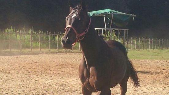 C’è un po’ di Pistoia in gara al Palio di Siena