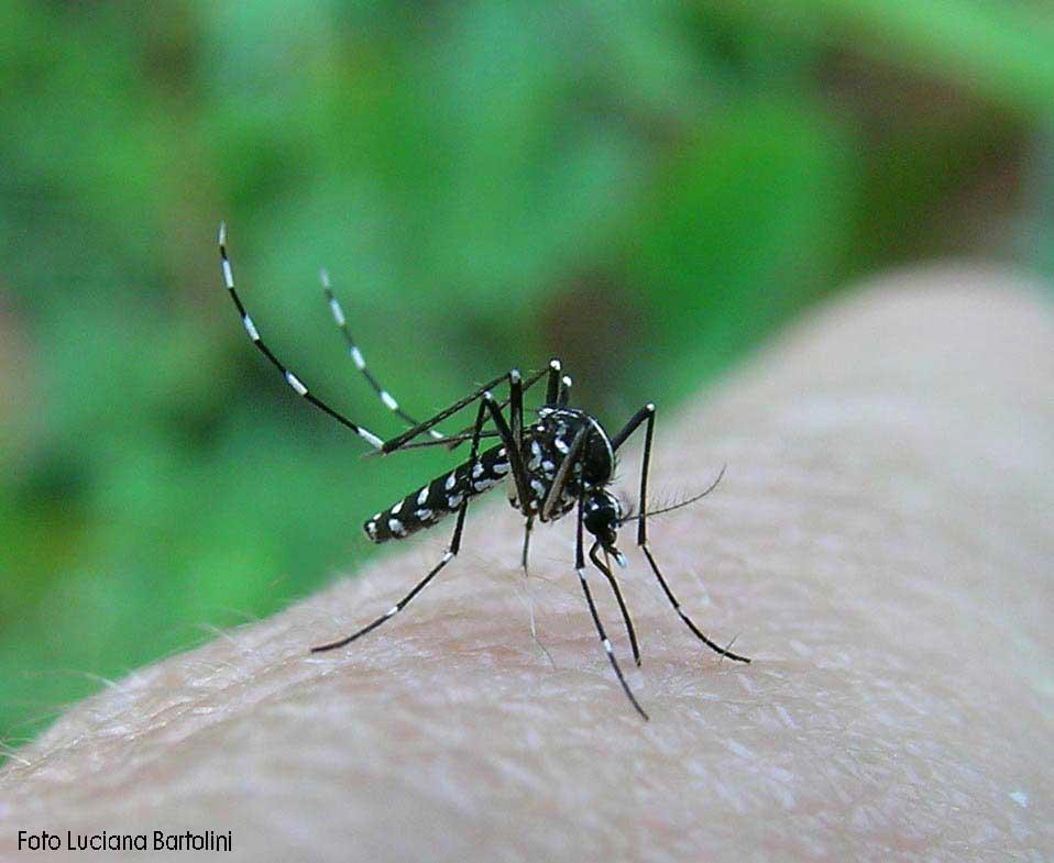 Caso di Chikungunya a Soliera via alla disinfestazione 