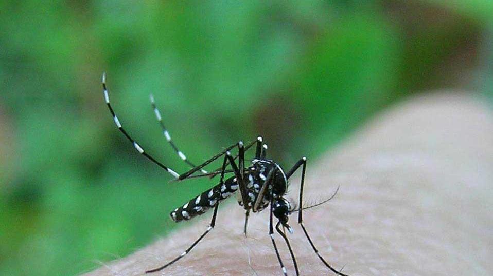 Caso di Chikungunya a Soliera via alla disinfestazione