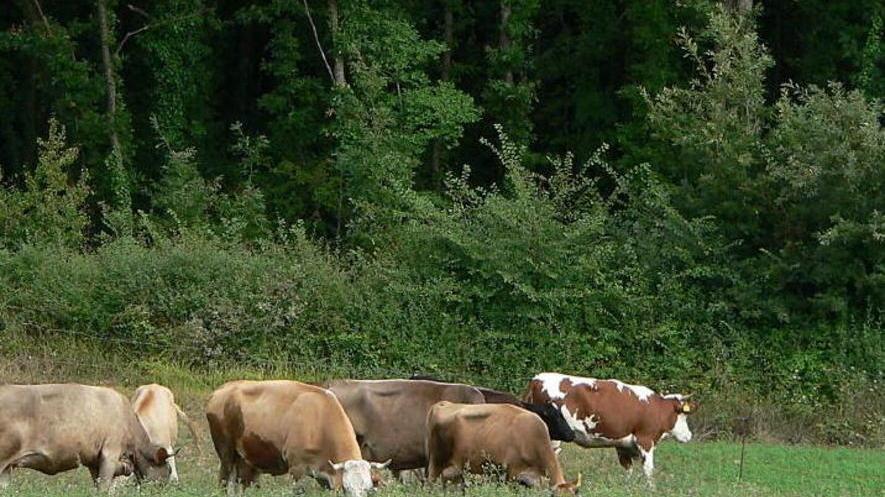 Mucca in agonia, vittima del laccio dei bracconieri