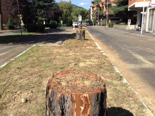 Taglio inevitabile per quindici pini di via Goldoni a Prato 