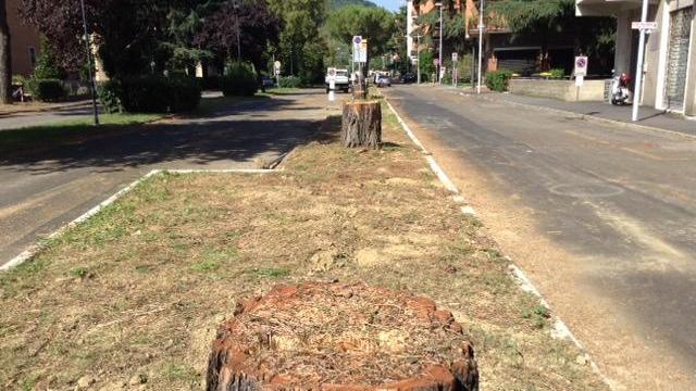 Taglio inevitabile per quindici pini di via Goldoni a Prato