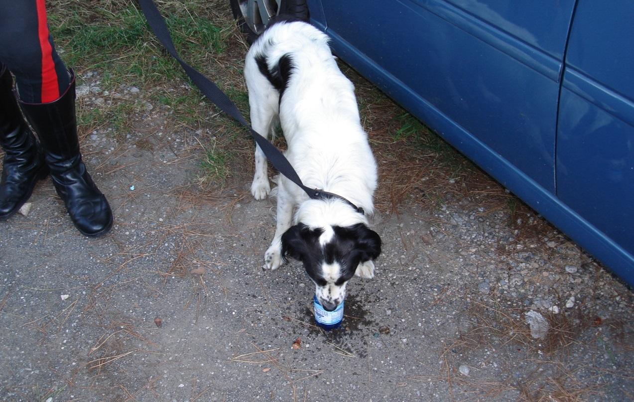 Chiude in auto il cane sotto il sole per andare al mare, denunciata 