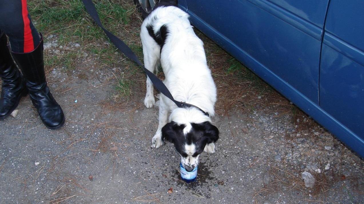 Chiude in auto il cane sotto il sole per andare al mare, denunciata