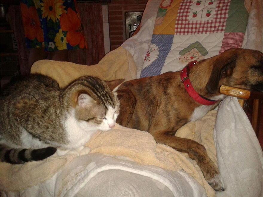 Gatto scappa in città, dopo 28 giorni lo ritrovano a Marina 