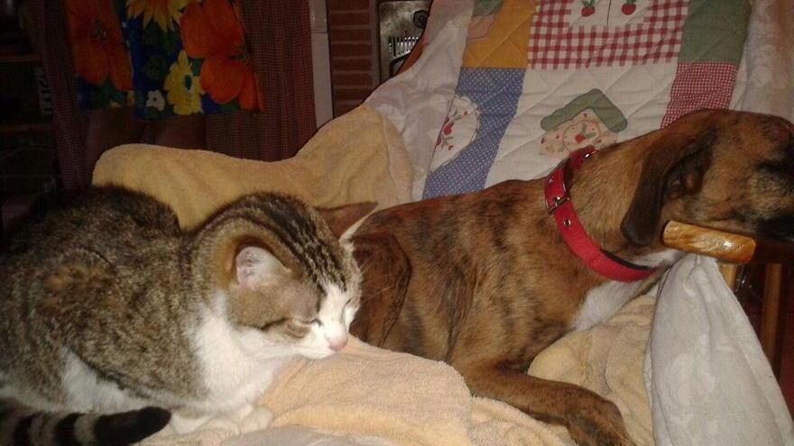 Gatto scappa in città, dopo 28 giorni lo ritrovano a Marina