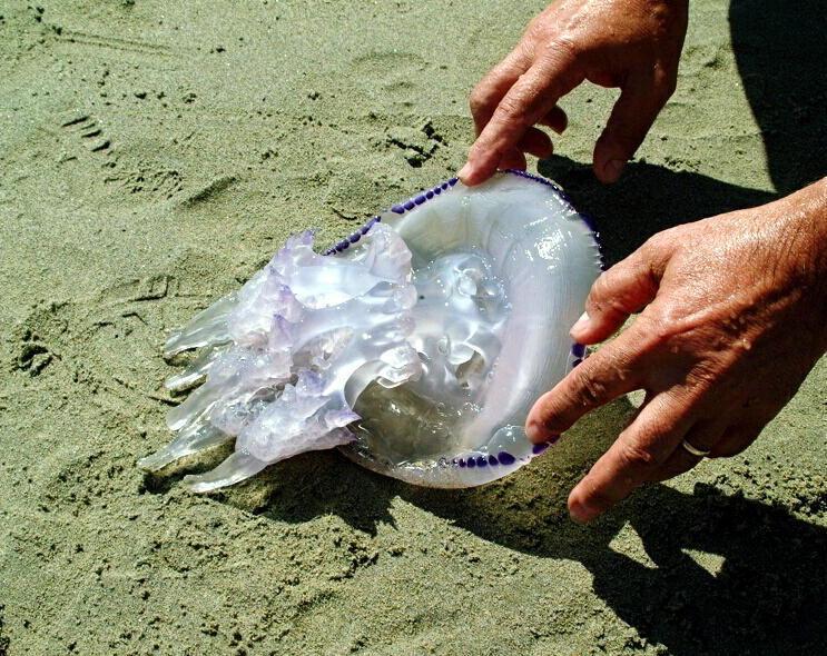Sos meduse, l’ammoniaca non serve