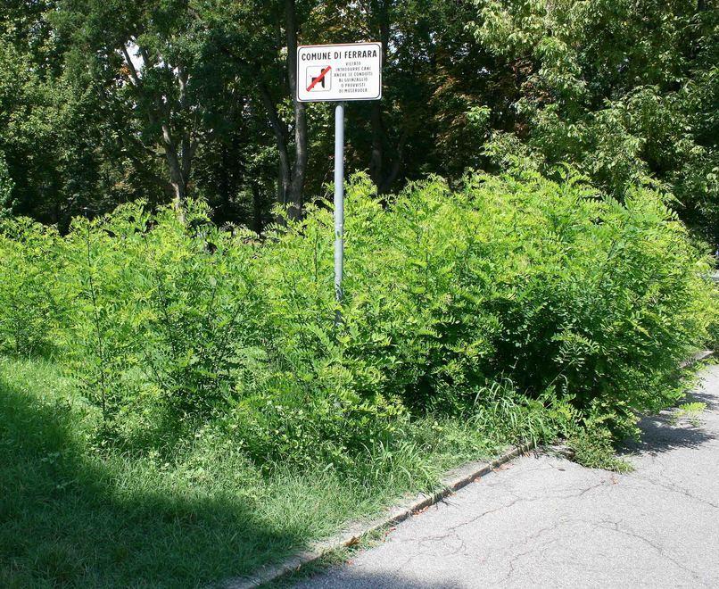 L’erba invade la ciclabile