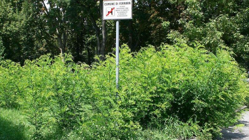 L’erba invade la ciclabile