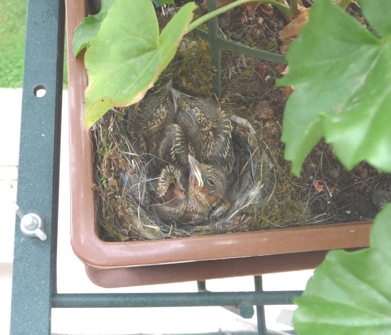 Nido di Luì tra i gerani sul balcone 