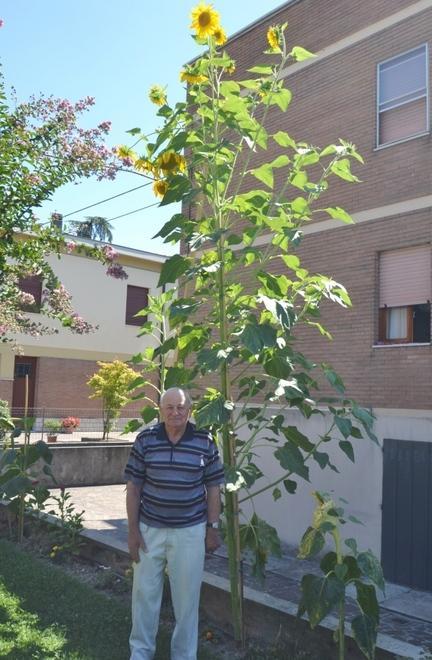 Un girasole record in via Nievo è alto oltre 4 metri