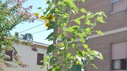 Un girasole record in via Nievo è alto oltre 4 metri