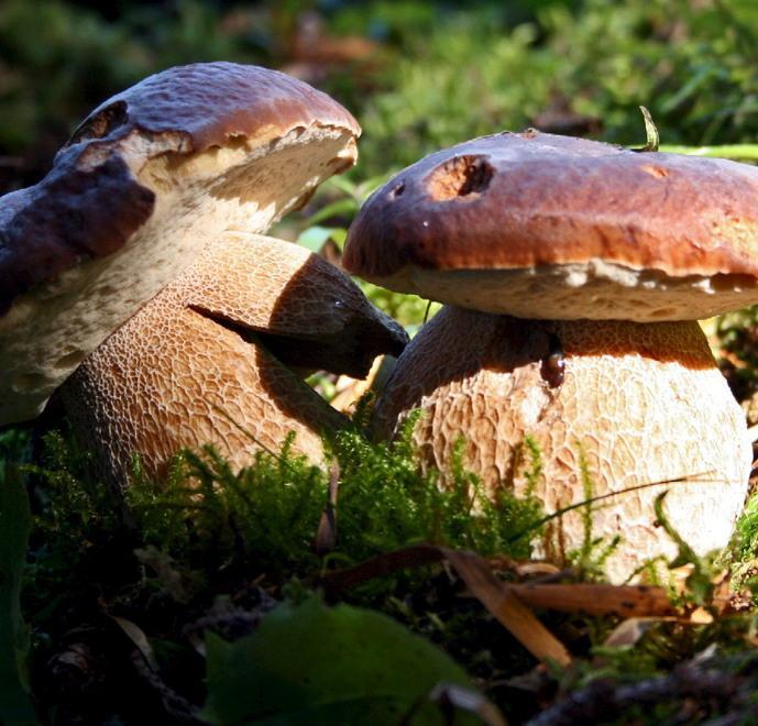 Il lato gustoso del maltempo: funghi da record 