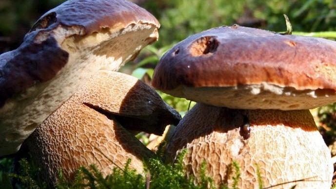 Il lato gustoso del maltempo: funghi da record
