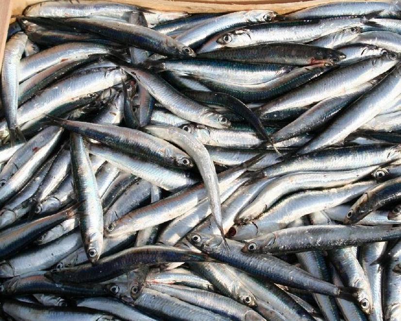 Vendita abusiva del pesce, blitz in un peschereccio trasformato in negozio 