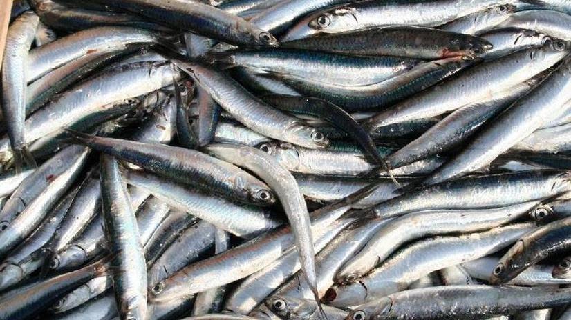 Vendita abusiva del pesce, blitz in un peschereccio trasformato in negozio