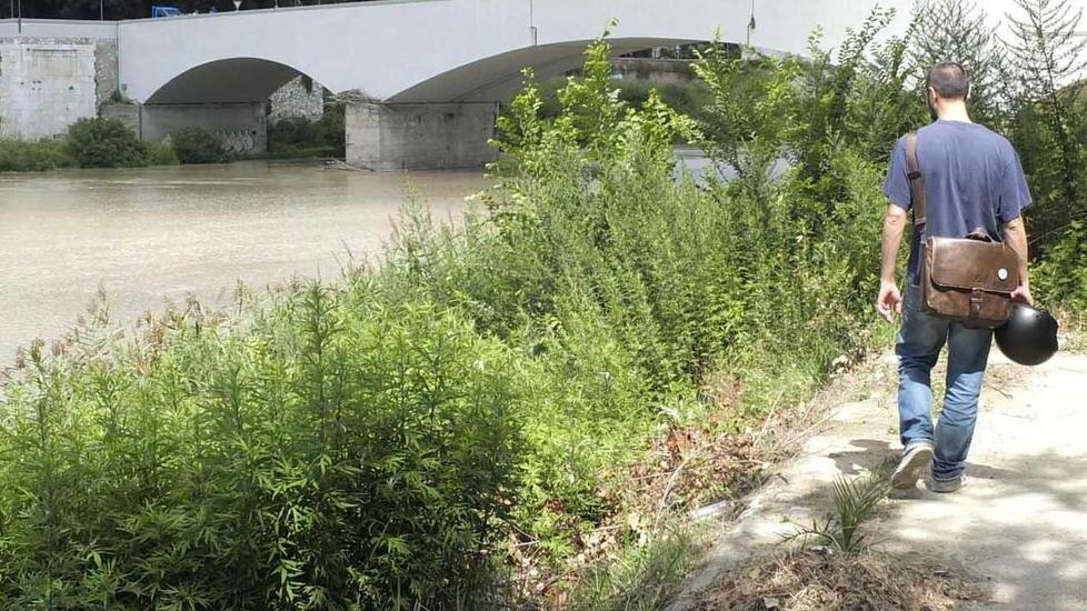 Argini dell’Arno infestati da erbacce