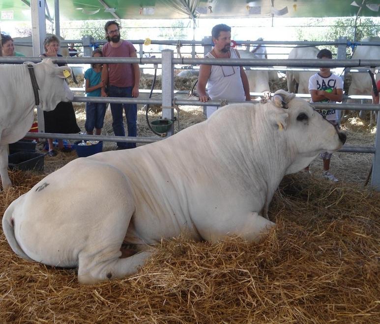 Chianina protagonista della fiera 
